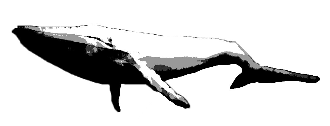 bw whale